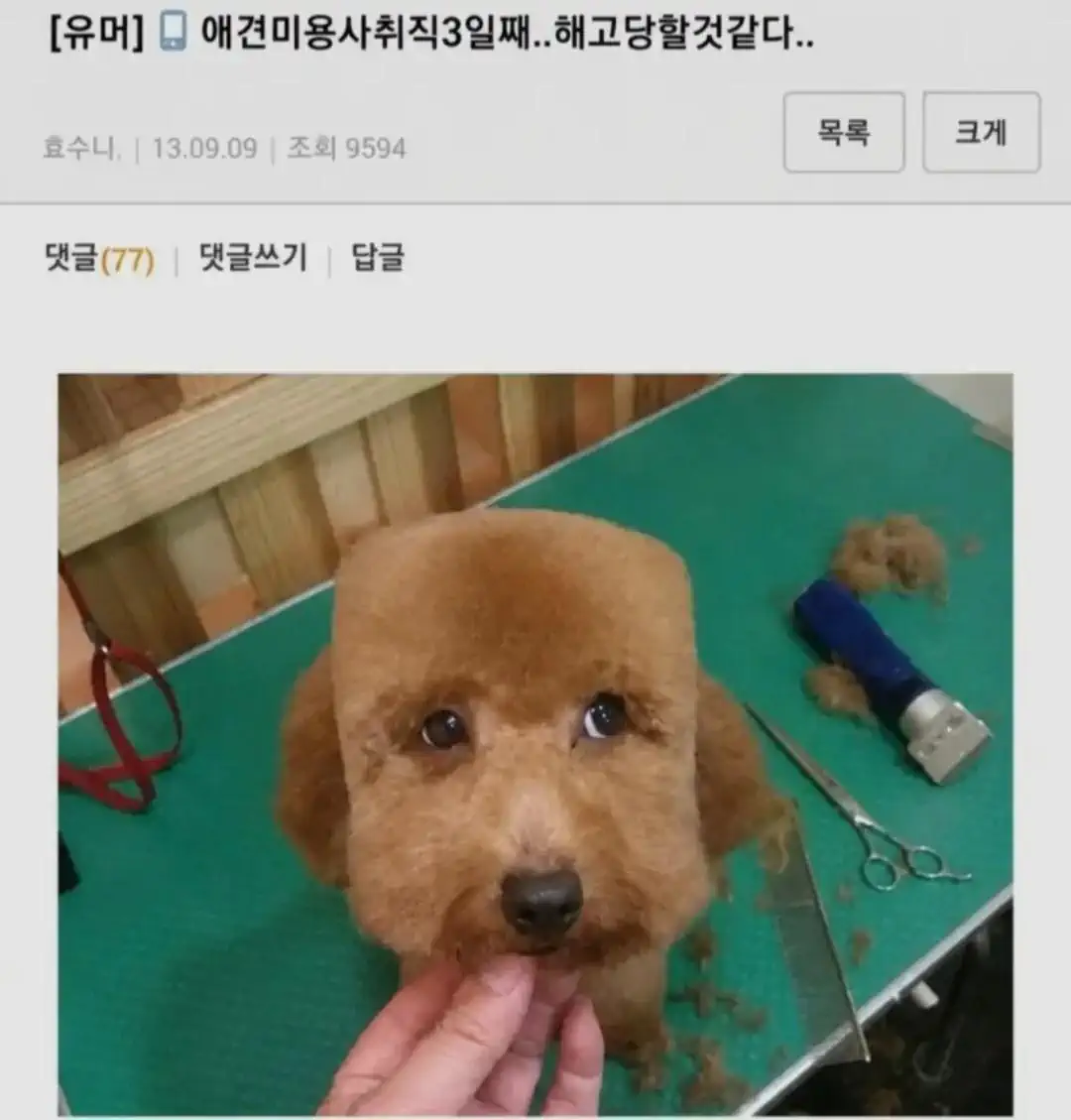 애견 미용사 취직 3일째...해고 당할것 같다