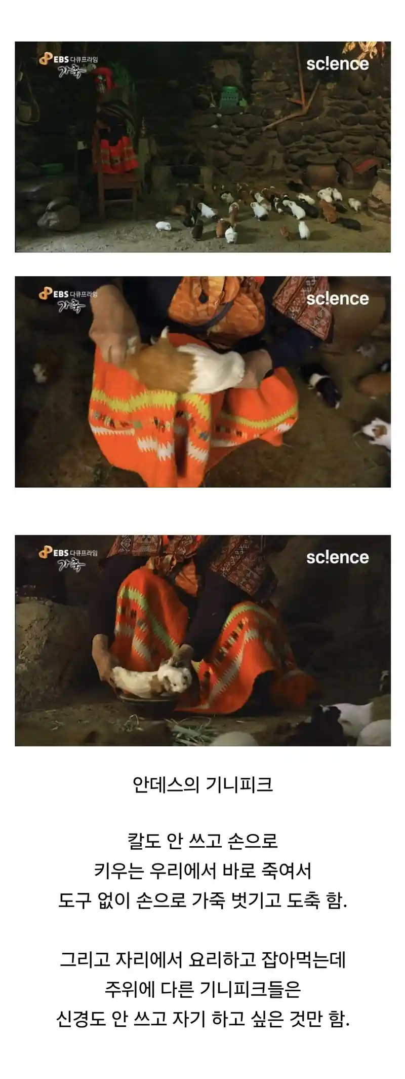완벽하게 가축화 되버린 생물.jpg