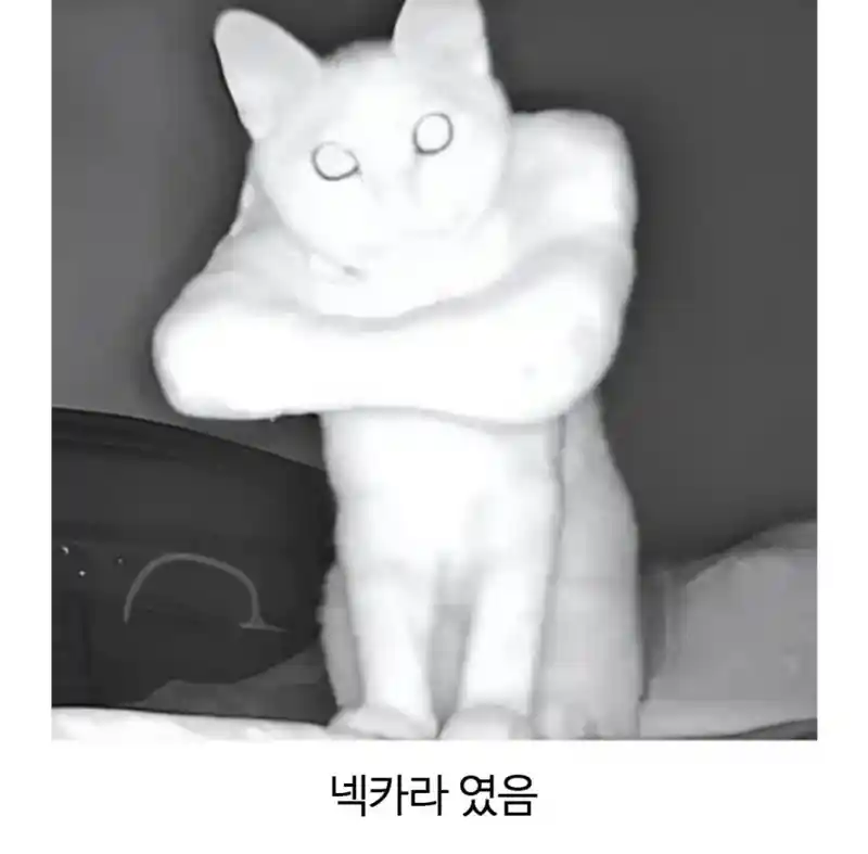 팔짱끼고 있는 고양이를 본 것 같다는 집사