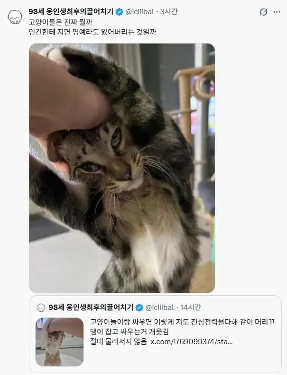 고양이는 인간에게 지지 않음