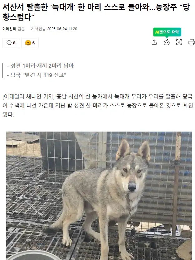 서산서 탈출한 '늑대개' 한 마리 스스로 돌아와…농장주 "당황스럽다"...j…