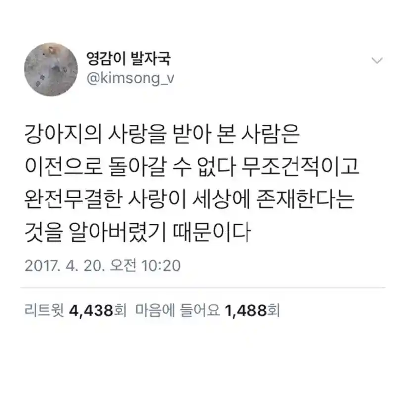 강아지에게 받는 완전무결한 사랑