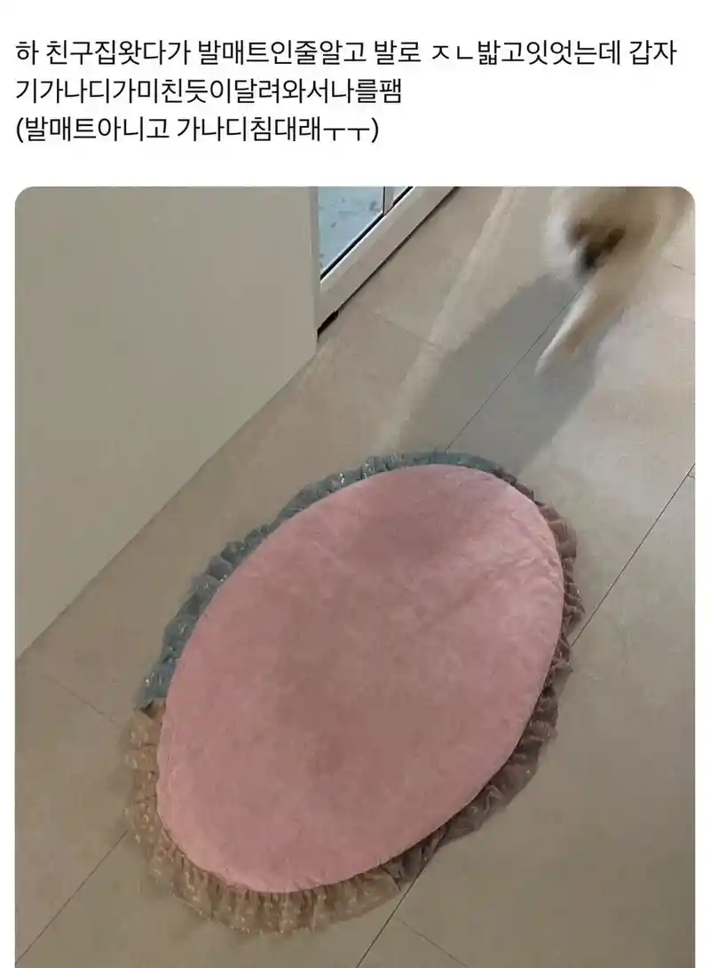 친구집에서 발매트인줄 알고 밟고 있던 것의 정체