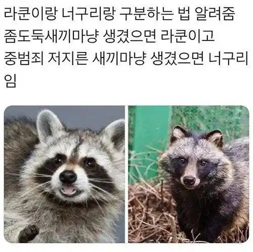 라쿤 너구리 쉽게 구별하는 법.jpg