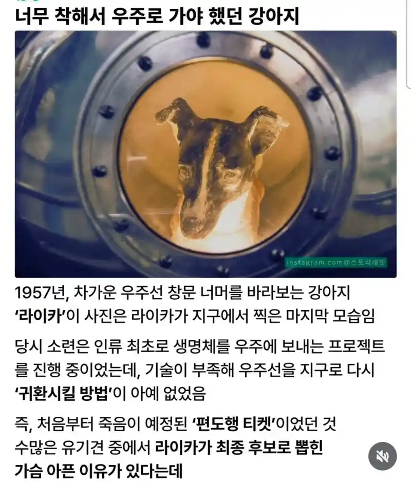 너무 착해서 우주로 가야 했던 강아지.jpg