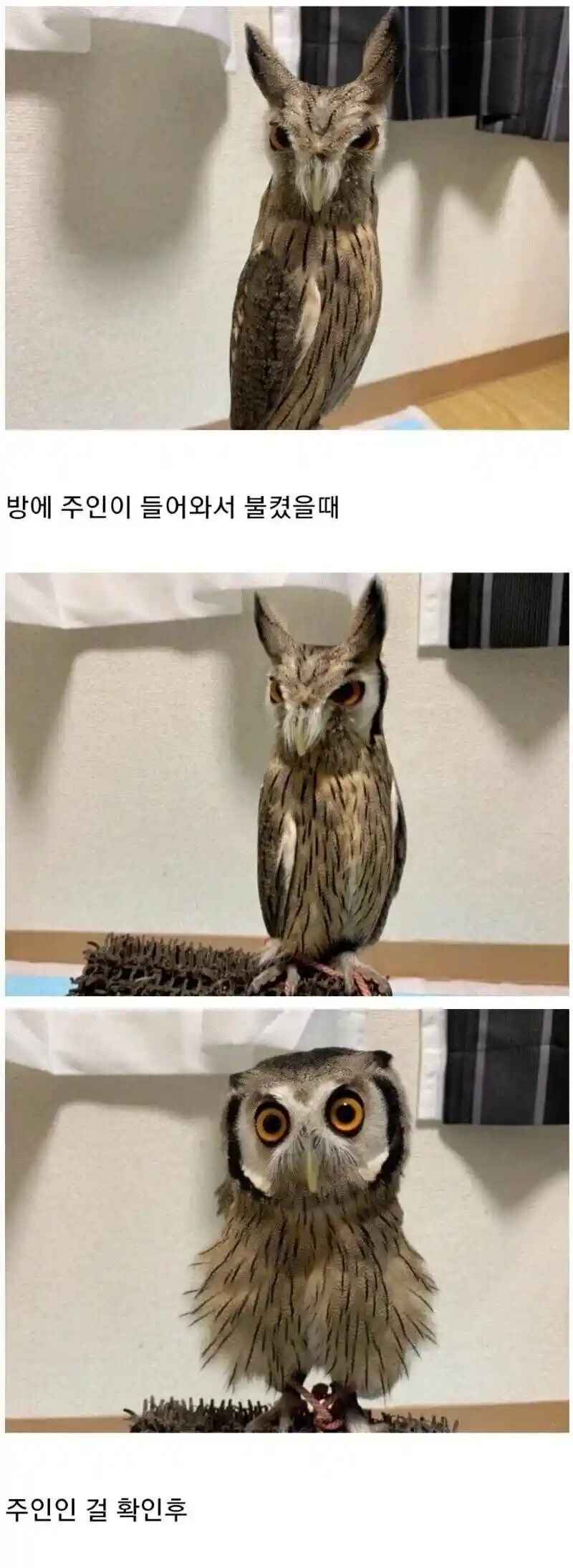 부엉이를 키우면 볼 수 있는 것