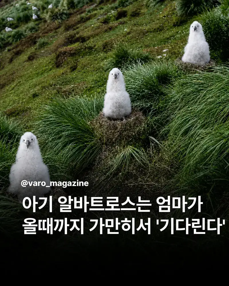 엄마 올 때까지 서서 기다리는 새끼들