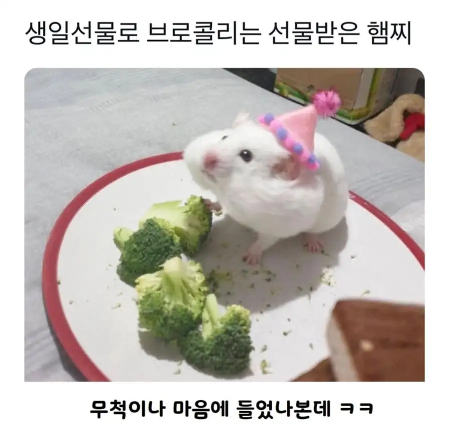 생일선물로 브로콜리 선물받은 햄찌