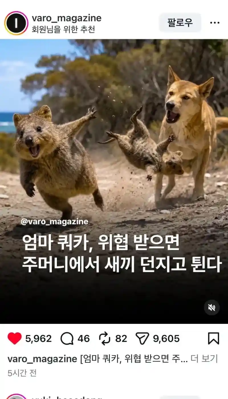 쿼카는 새끼를 위험할때 버리고 튀지 않는다?