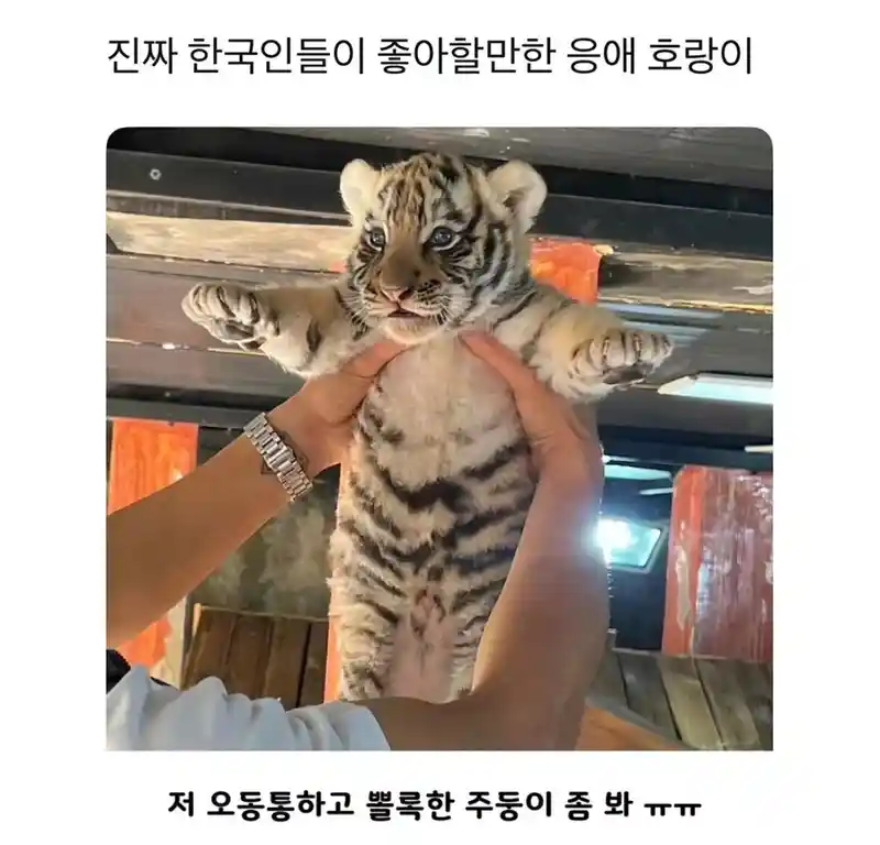 귀여운 응애호랑이.jpg