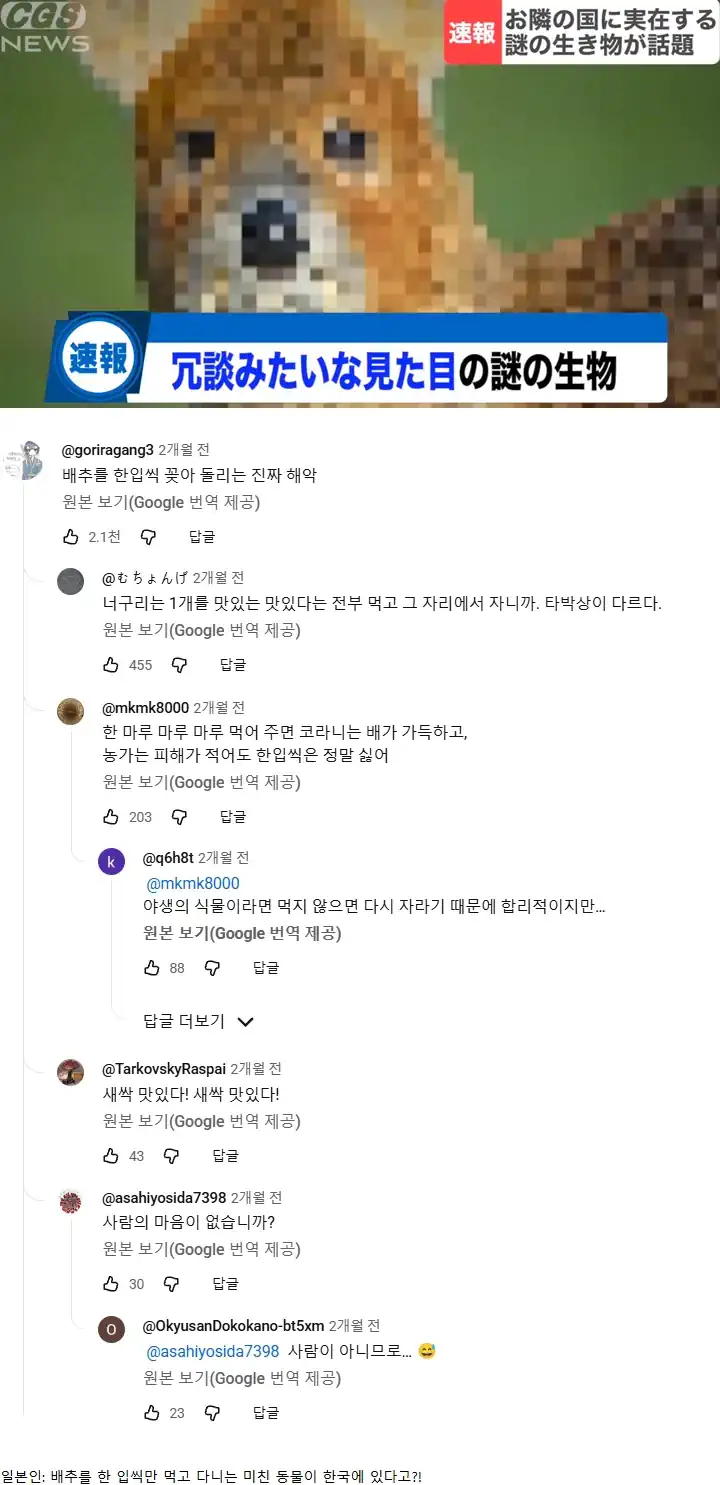고라니를 알게 된 일본인들 반응
