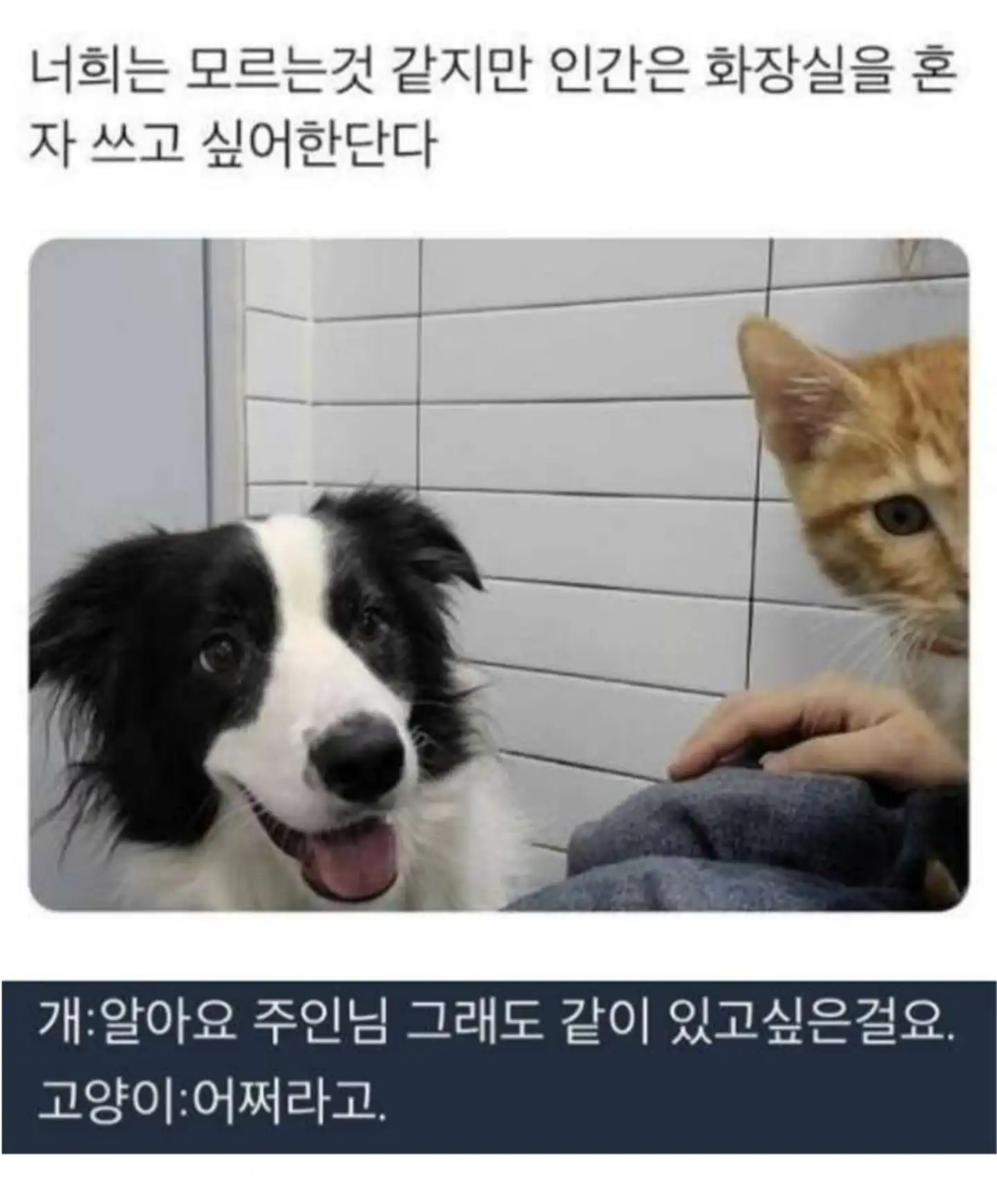 주인이 화장실갔을때 개와 고양이 생각차이