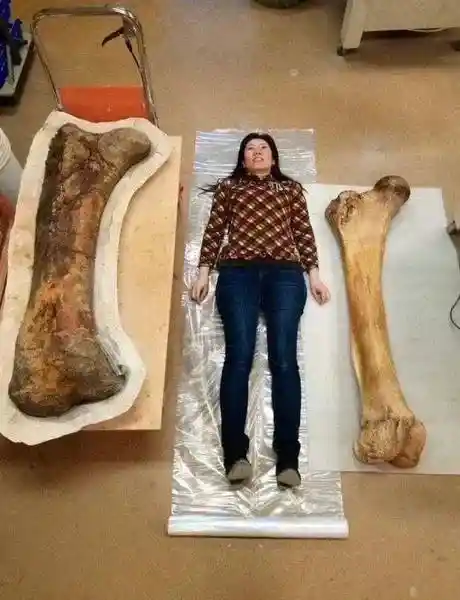 공룡과 현대의 동물 뼈 크기 비교