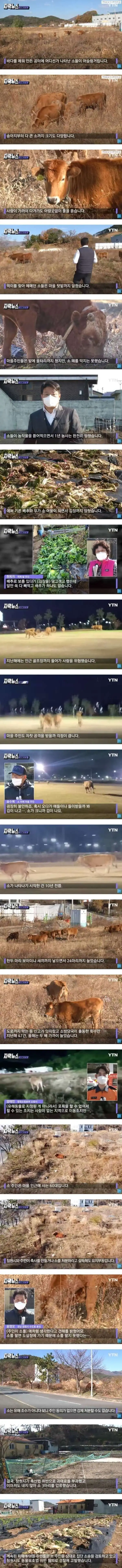 캣맘을 뛰어 넘는 카우맘 ㄷㄷㄷㄷ