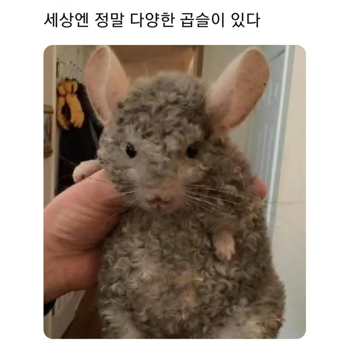 세상엔 정말 다양한 곱슬이 있다