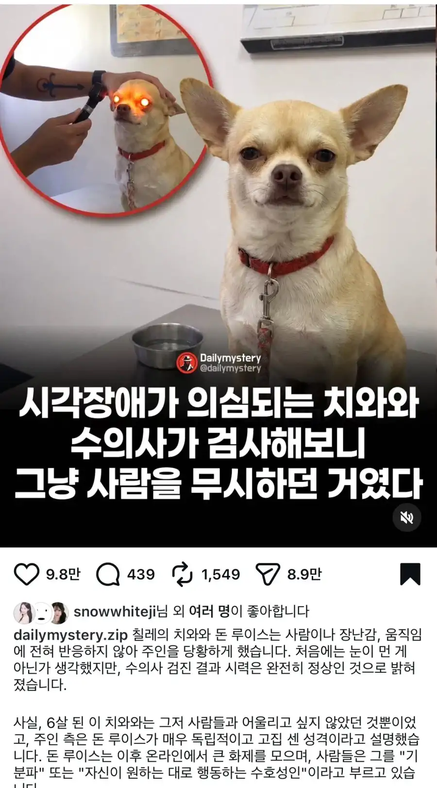 시각장애가 의심되는 치와와 수의사가 검사해보니