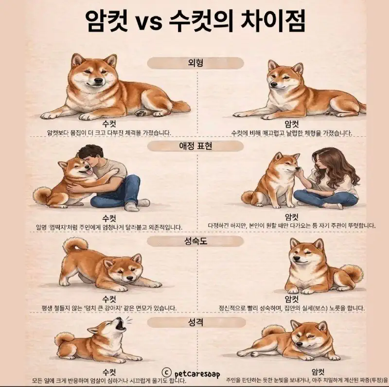암컷시바와 수컷시바 구별법.jyp
