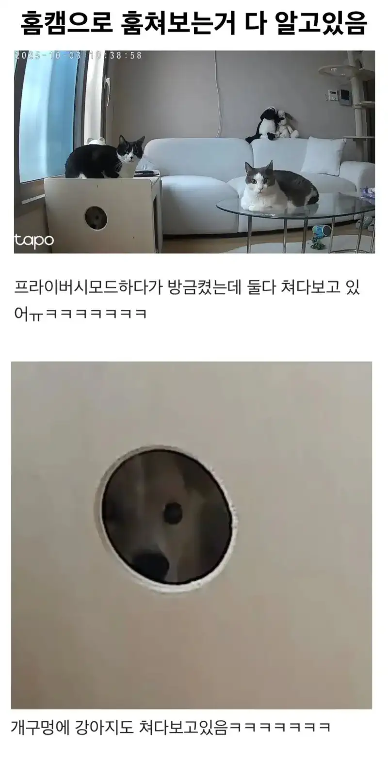 홈캠으로 훔쳐보는거 다 알고있다.jyp