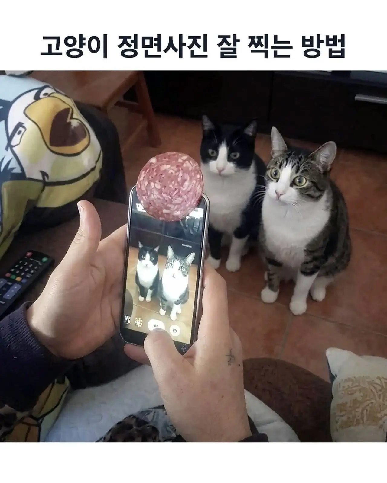 고양이 정면 사진 잘 찍는 법
