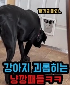냥깡패 등장으로 동네북 된 억울한 강아지들ㅋ