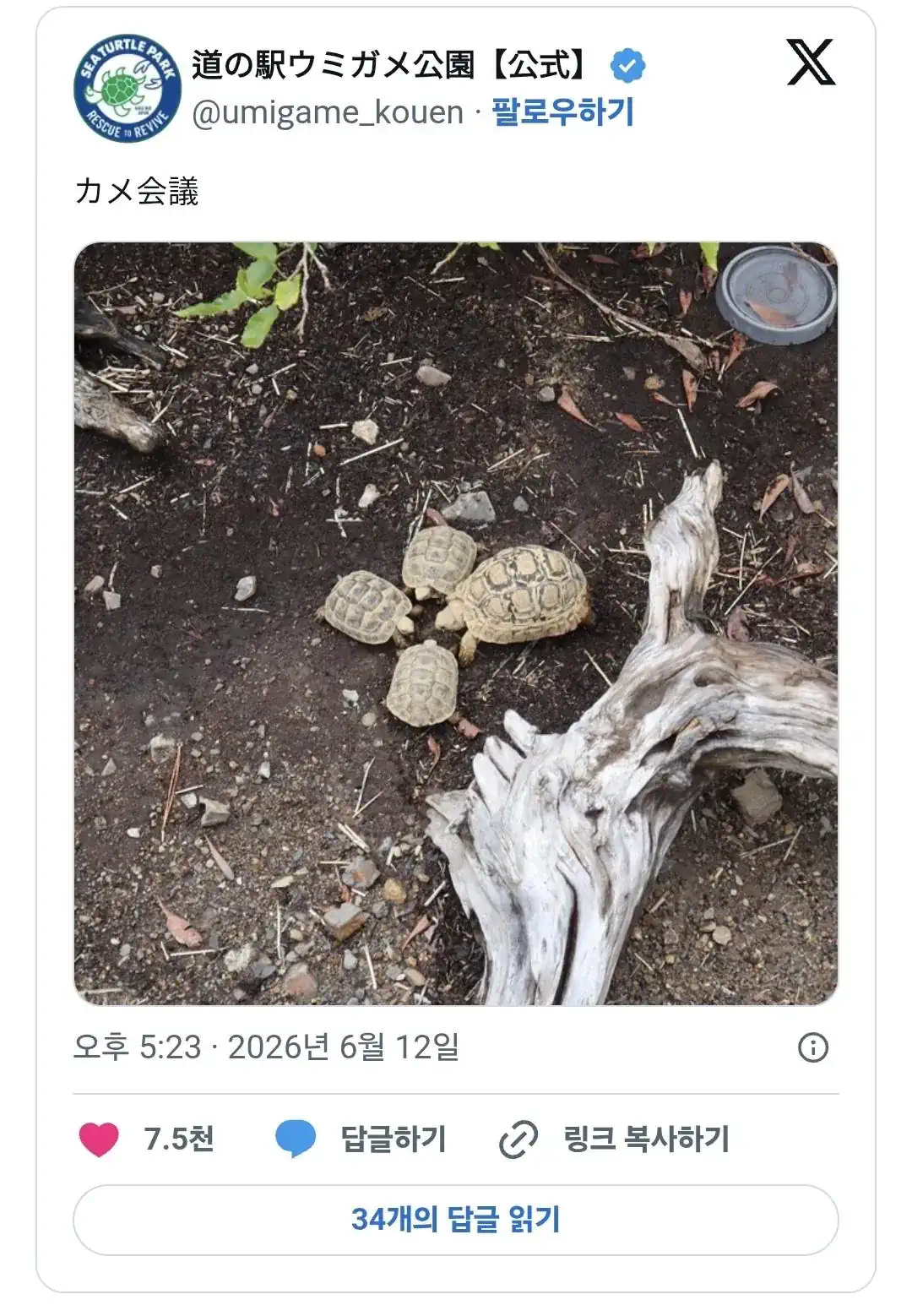 거북이 회의.jpg
