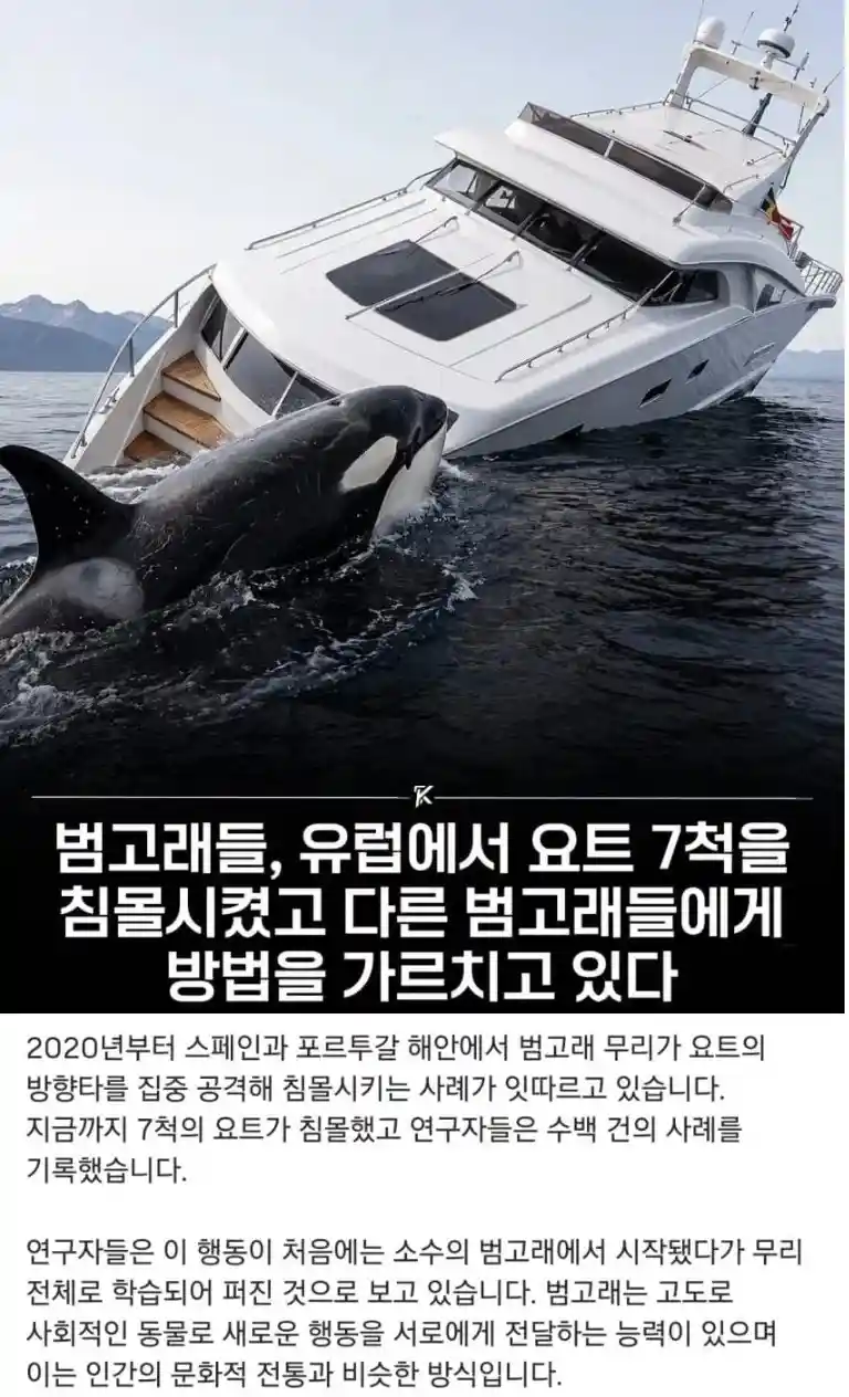 요즘 범고래들 놀이 트렌드 근황