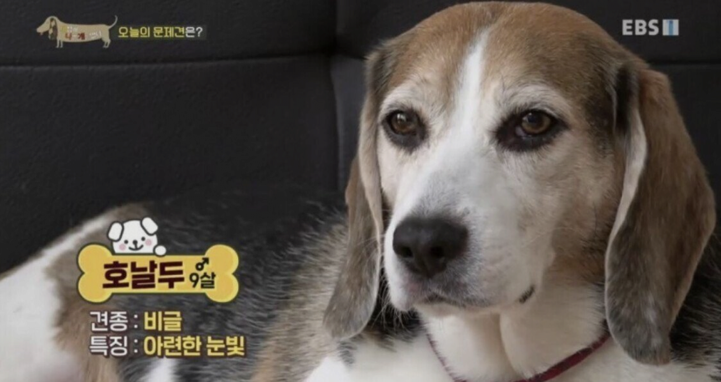 호날두 개새끼
