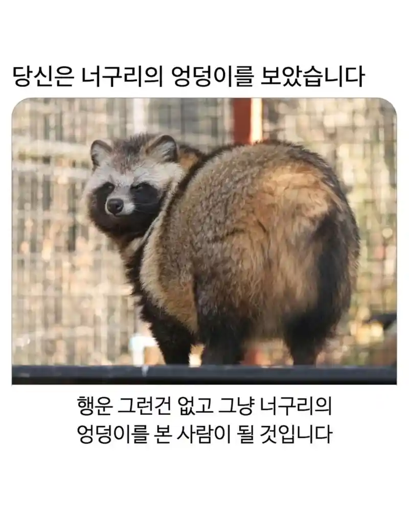 당신은 너구리의 엉덩이를 보았습니다