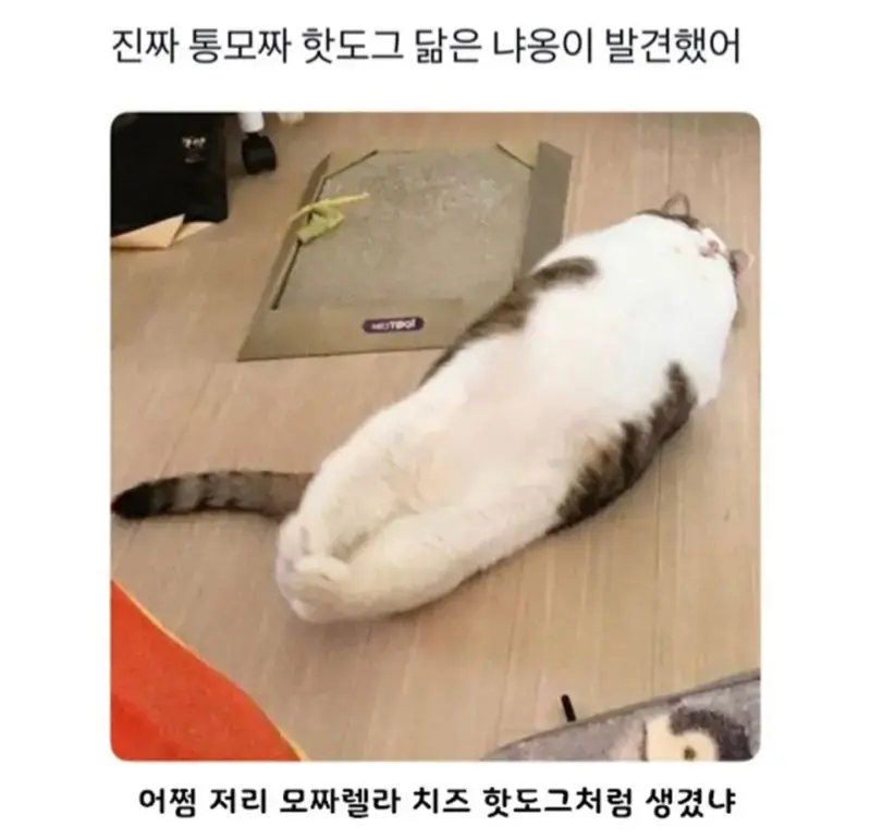 무슨 고양이가 통모짜핫도그처럼 생겼네