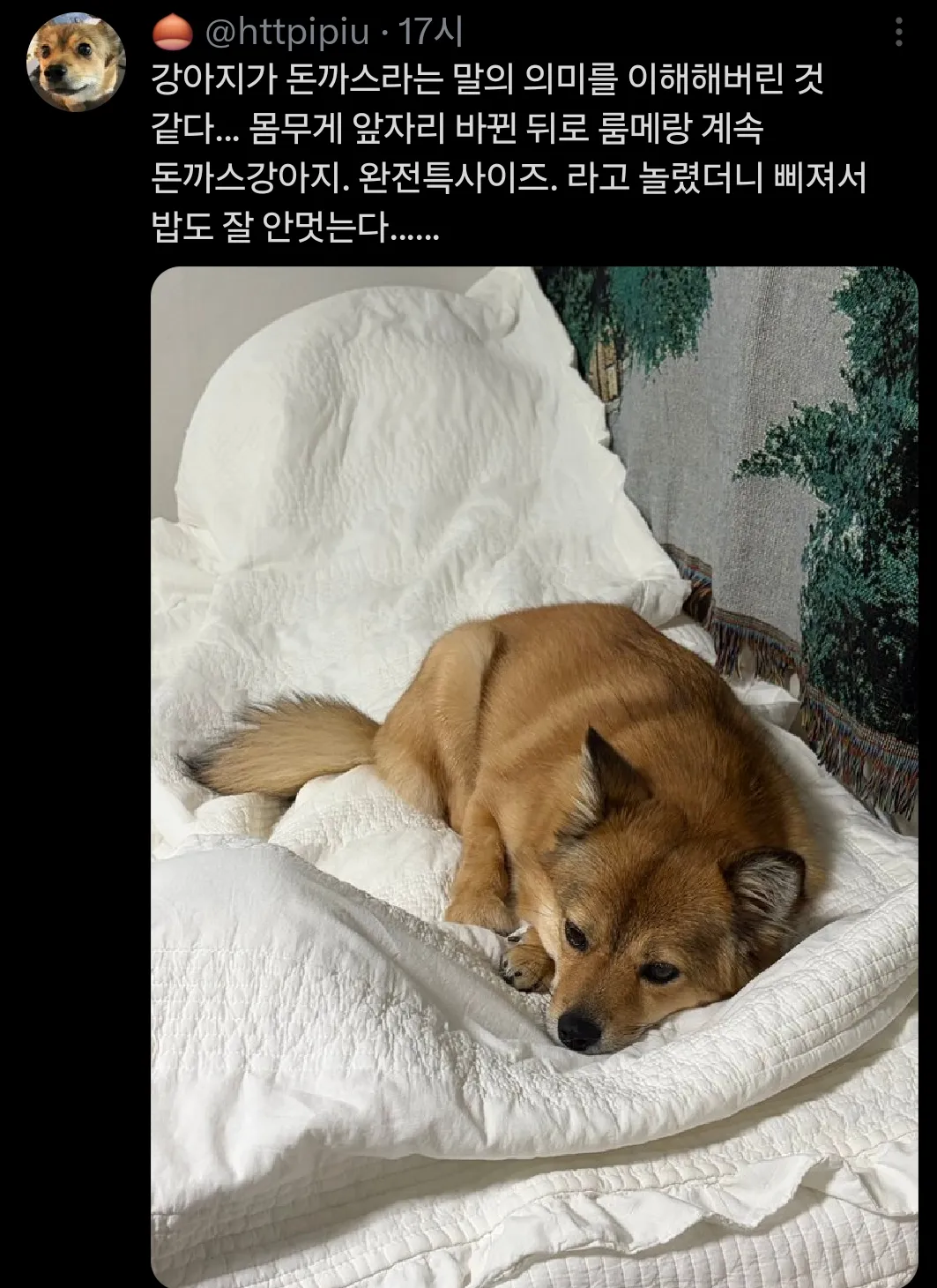 강아지를 돈까스라고 놀리지 마세요
