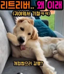 리트리버 왜이래..ㅋㅋ 리트리버 댕청미 레전드ㅋㅋ