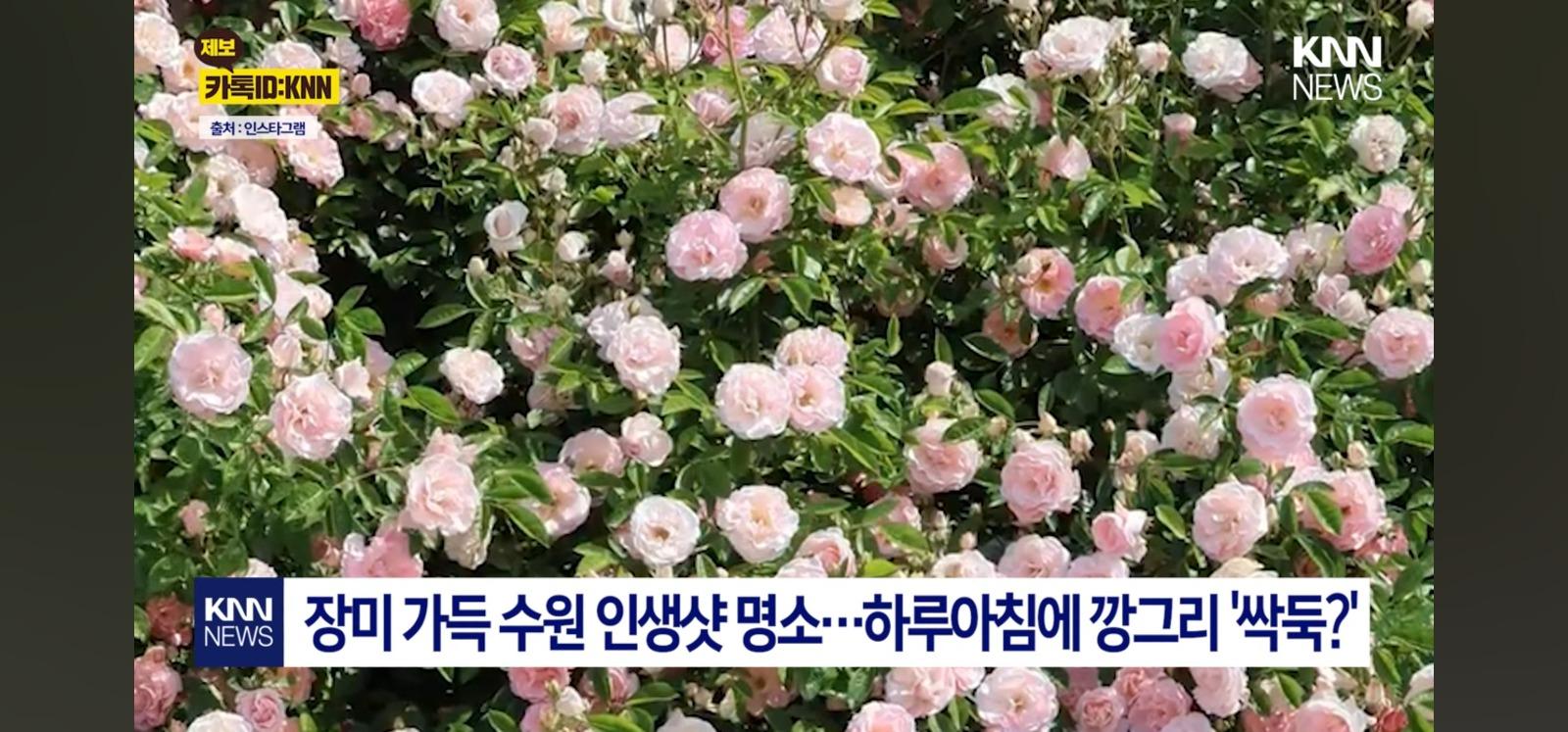장미 잘라간 부부 본인등판