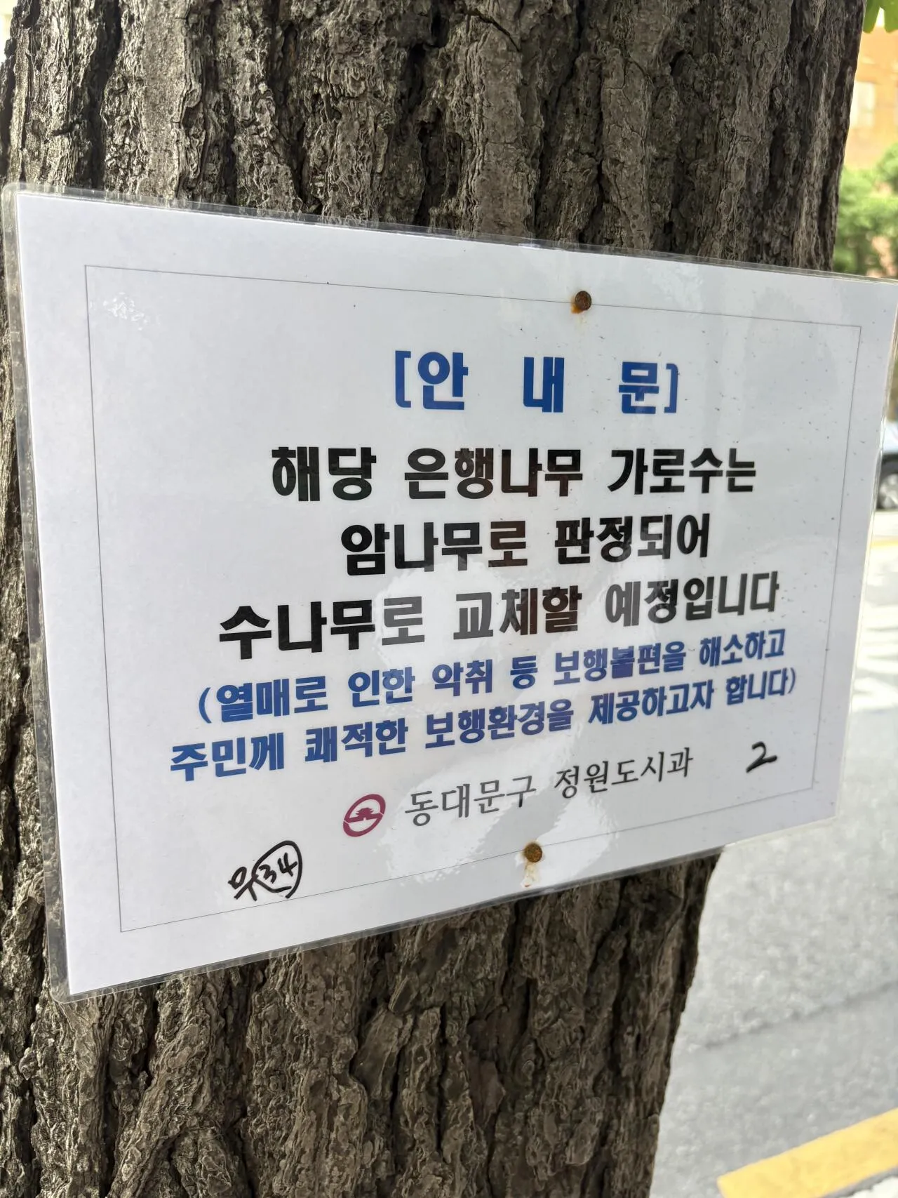 해당 은행나무는 암나무로 판정되어 교체 예정