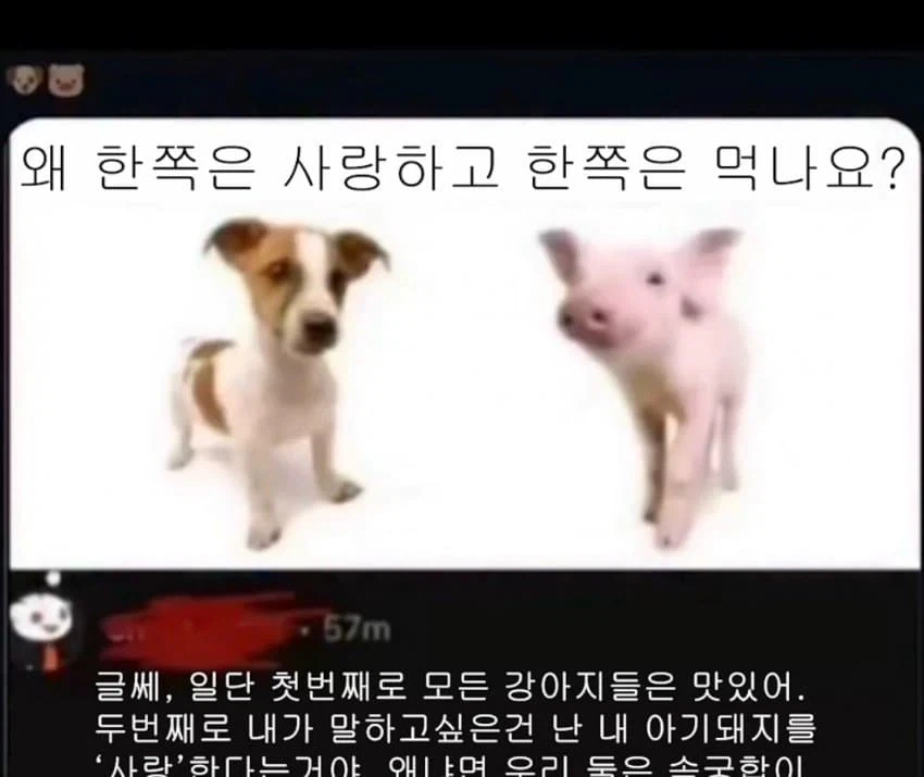 왜 한쪽은 사랑하고 한쪽은 먹나요?
