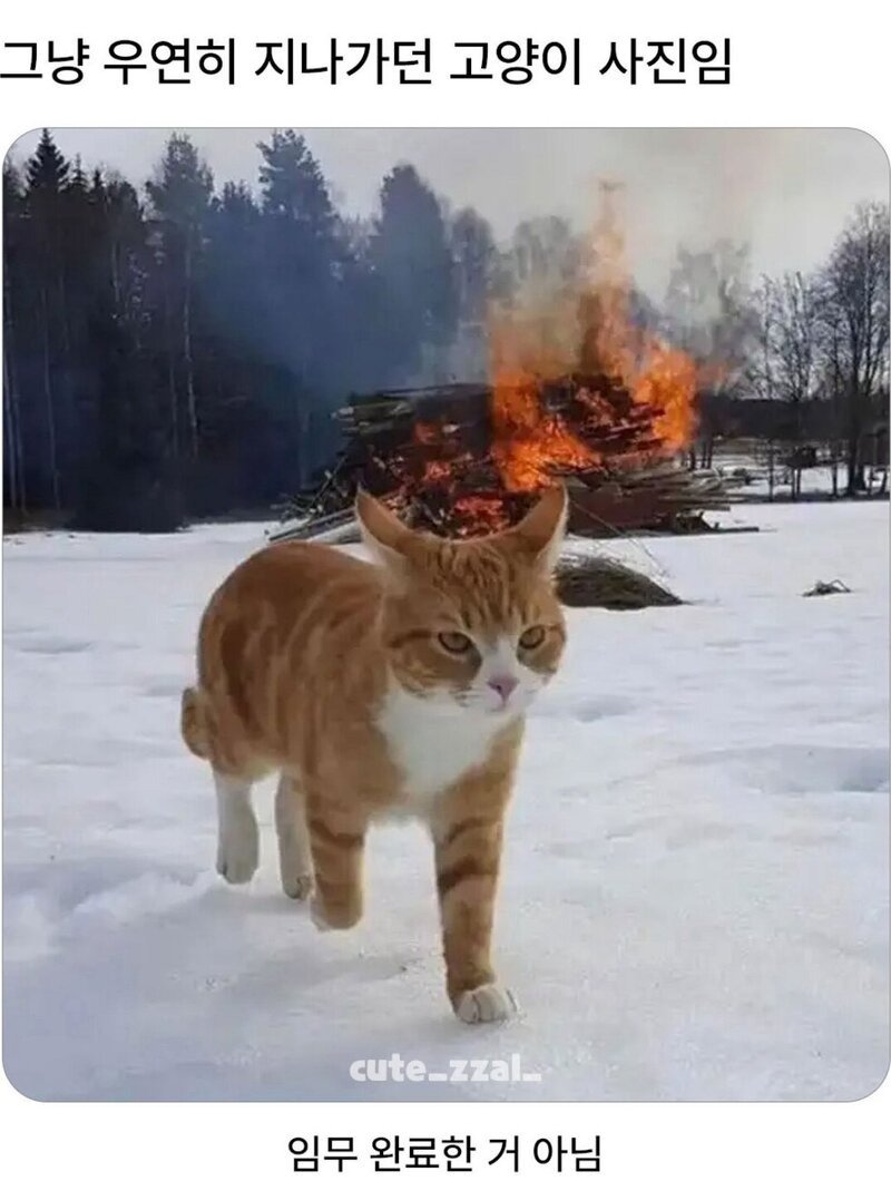 그냥 지나가던 고양이 사진임