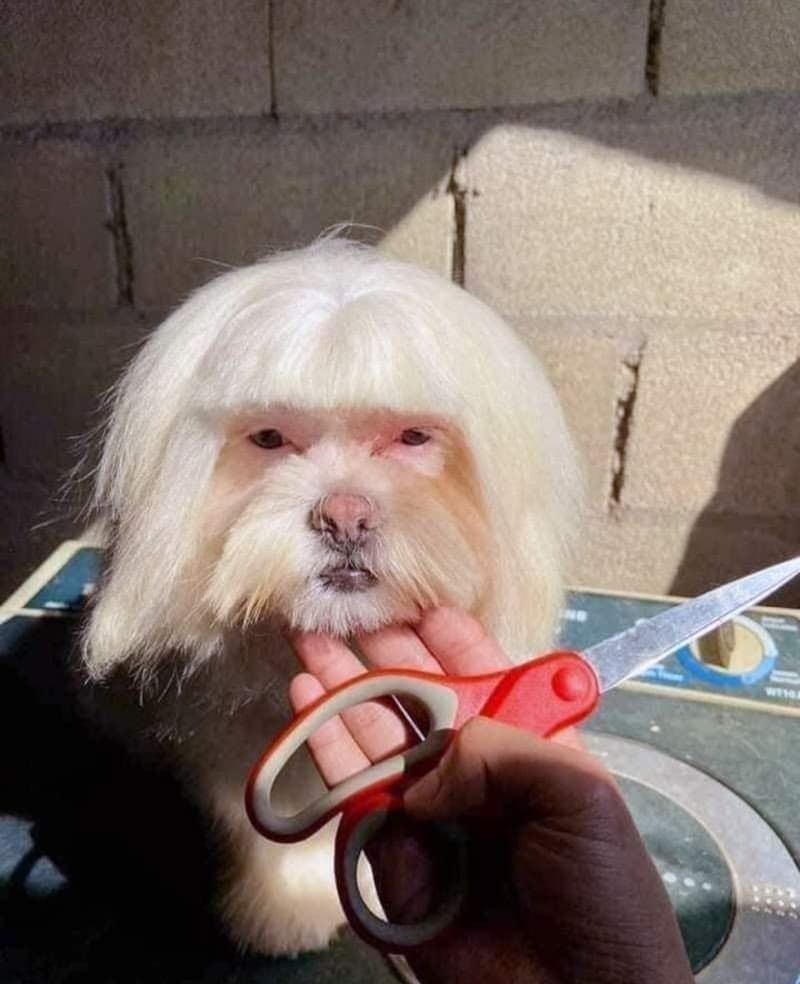 애견 미용사가 있는 이유.jpg