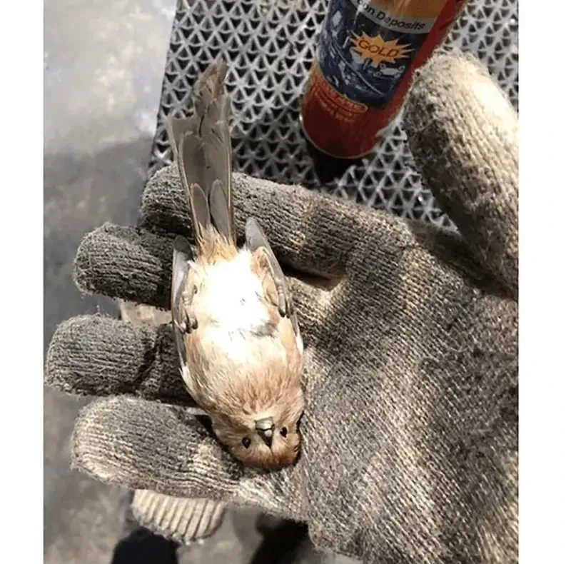 창문에 박고 기절한 뱁새