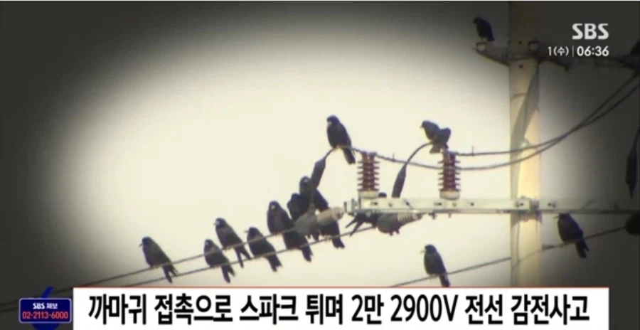 까마귀 때문에 전신화상 입은 레미콘 운전자