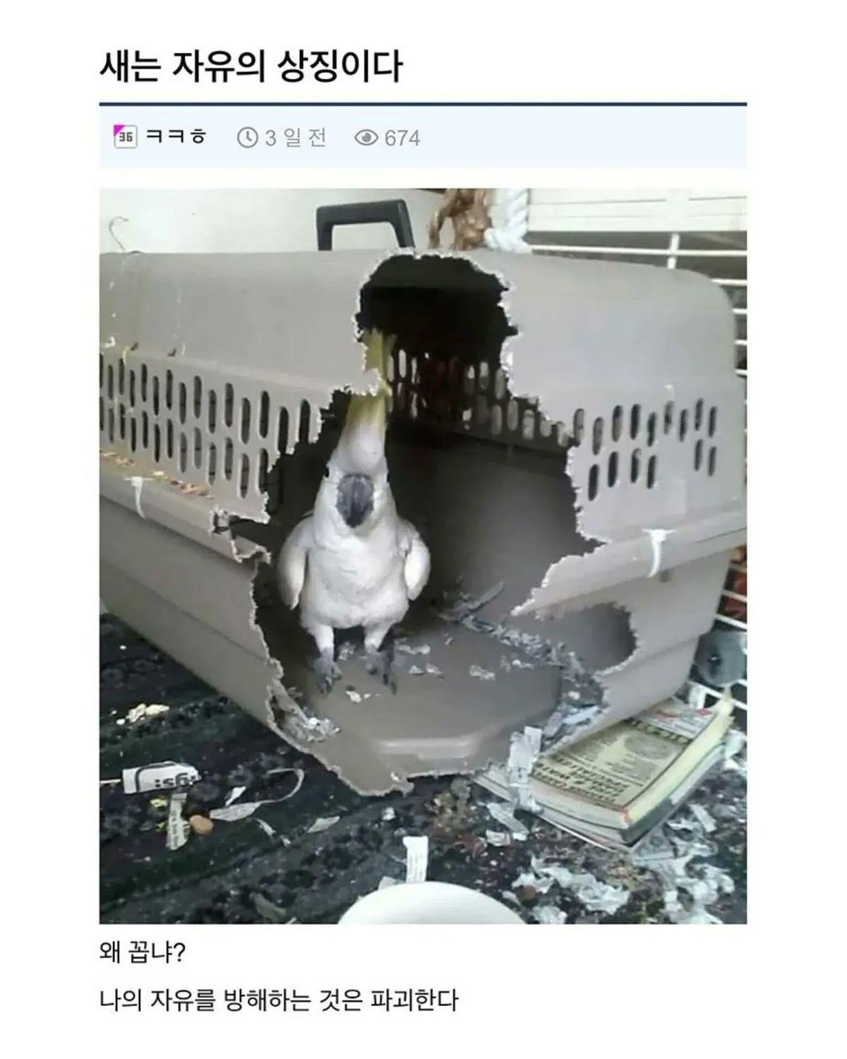 새는 자유의 상징이다