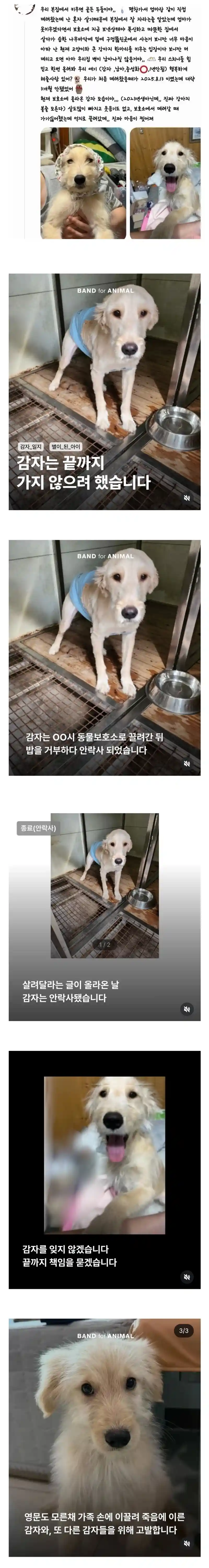주인이 유기견이라고 거짓 신고해 결국 보호소에서 안락사 당한 강아지