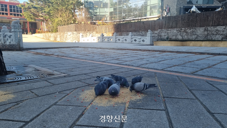 비둘기들이 백인을 동경하고 있다