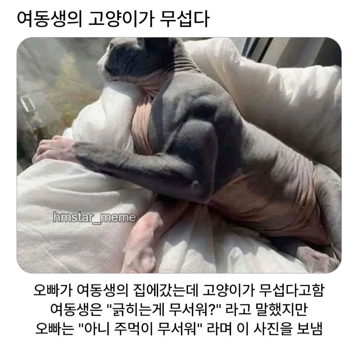 여동생의 고양이가 무섭다,,