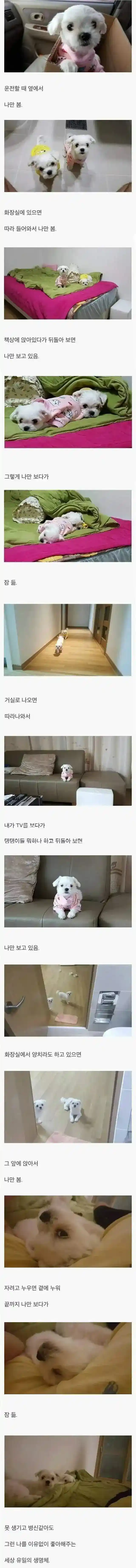 나만 바라봐 준다는 생명체