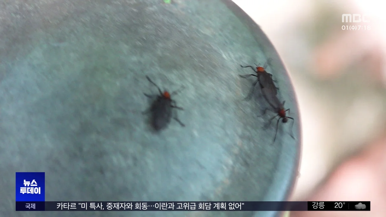 러브 버그