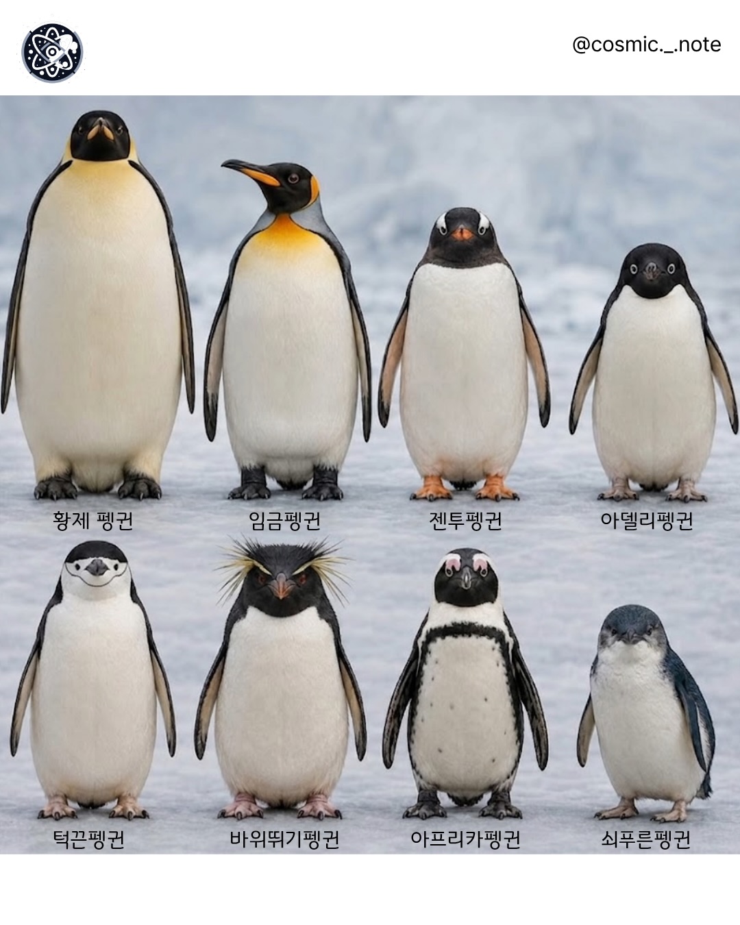 생각보다 다양한 펭귄 종류🐧🐧🐧