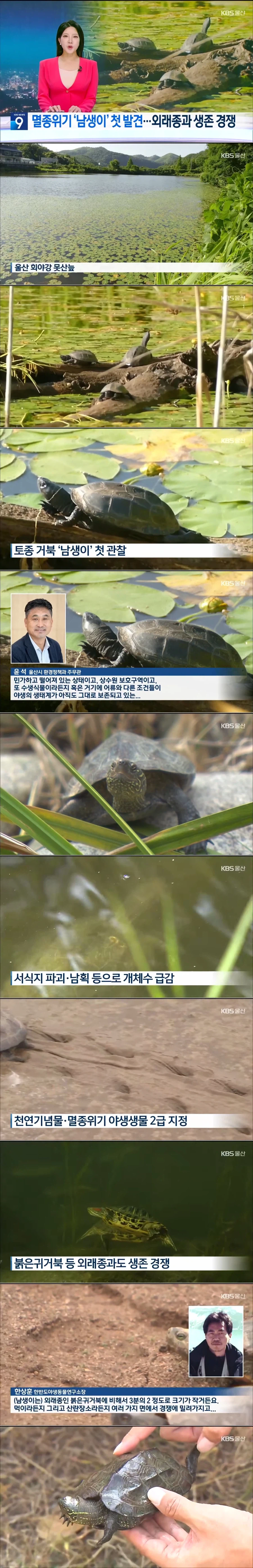 멸종위기 '남생이' 첫 발견