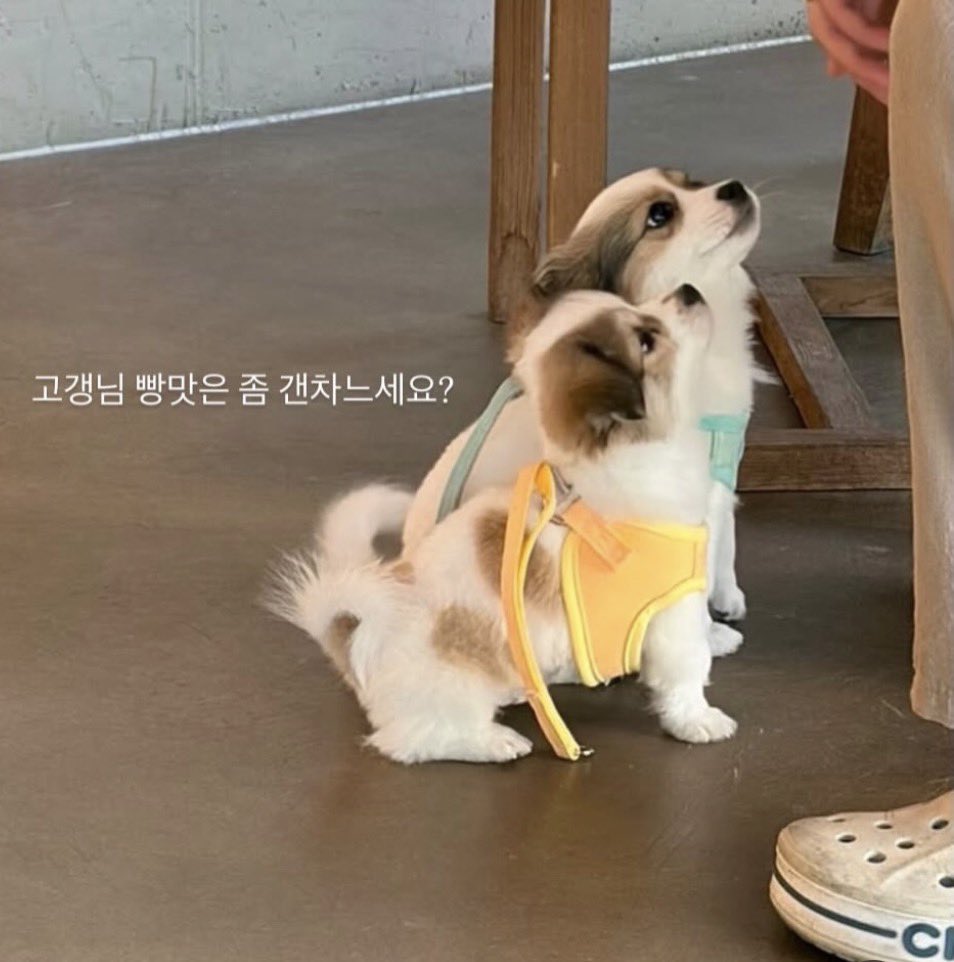 강아지 두마리가 종종 순찰도는 반려견 동반 가능한 당진의 빵카페