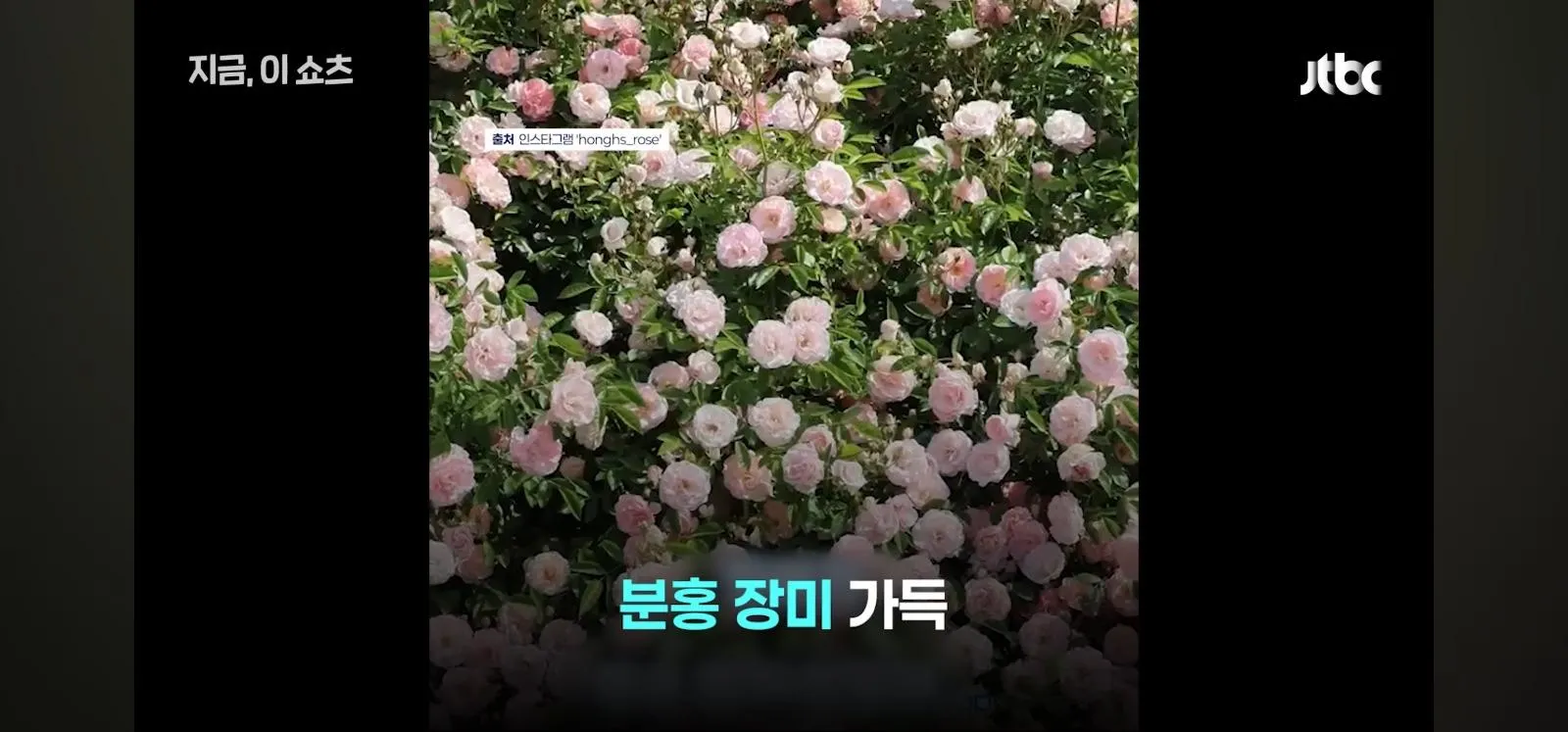 "절대 선처 없습니다"…젊은 부부 다녀간 뒤 사라진 '장미 핫플'