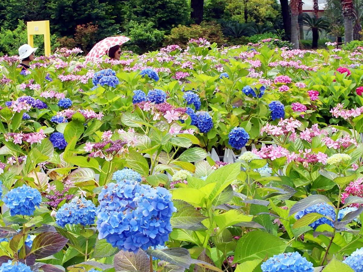 수국 뒤에서 뽐내고 있는 공작을 찍었습니다.jpg