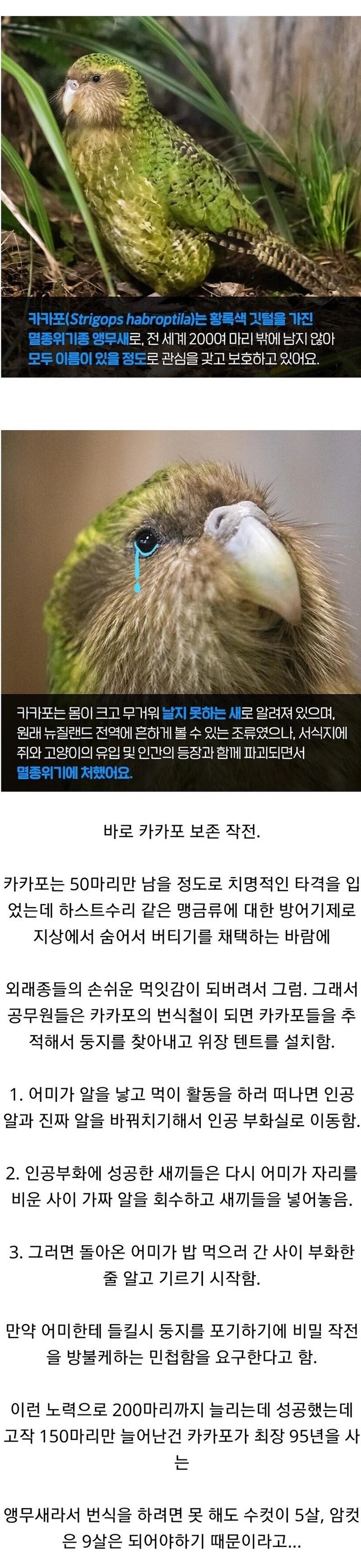 뉴질랜드 공무원들의 작전명 '앵무새'